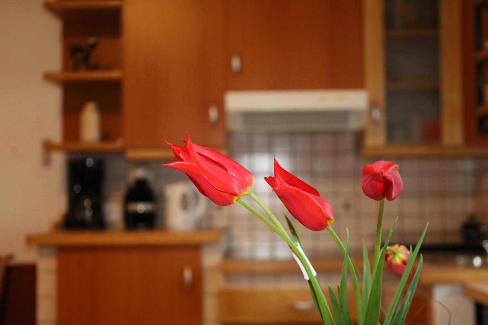 Apartment Norma Bovec Εξωτερικό φωτογραφία